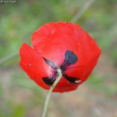 Papaver humile