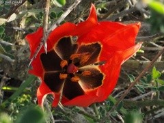 Tulipa agenensis