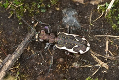 Neocicindela tuberculata