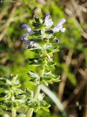 Salvia verbenaca