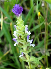 Salvia viridis