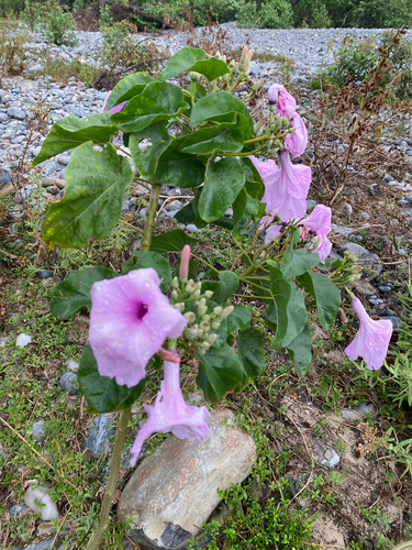 Gloria De La Manana (Ipomoea carnea)