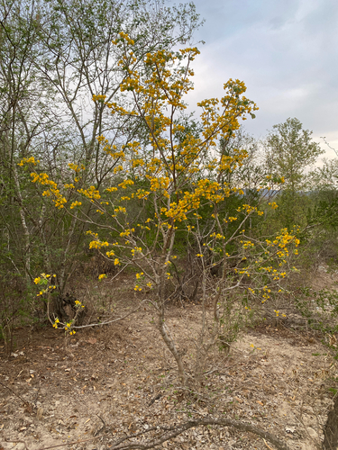 flor de San Jose (Senna atomaria)