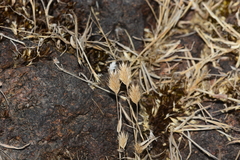 Jansenella griffithiana