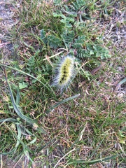 Thaumetopoea herculeana