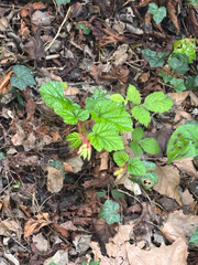 Chinese Bramble (Rubus tricolor)