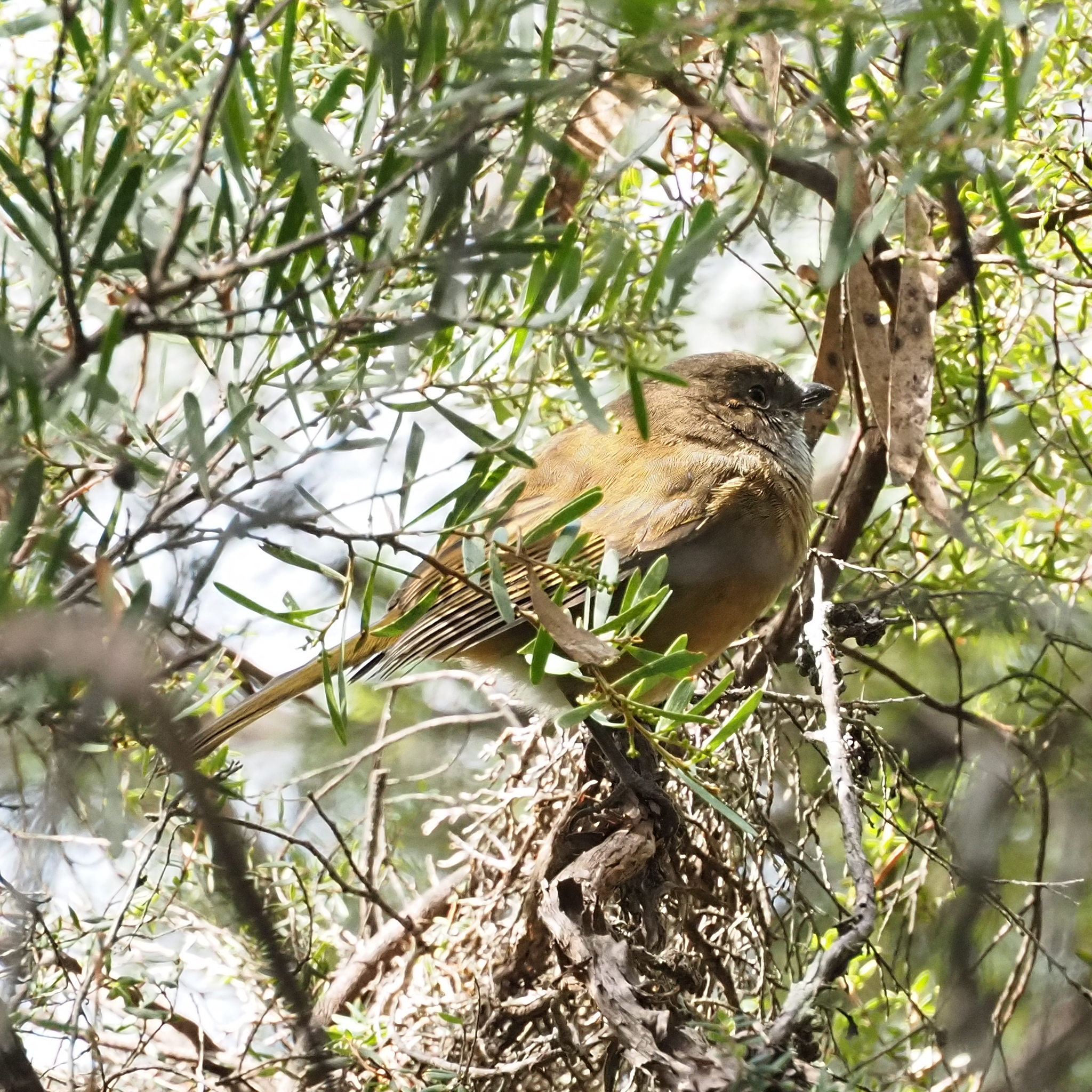 Olive Whistler (Pachycephala olivacea), photo 5