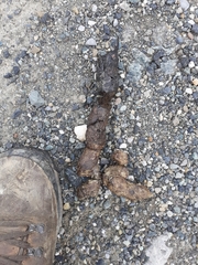 Canis lupus italicus