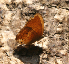 Cirrochroa tyche mithila