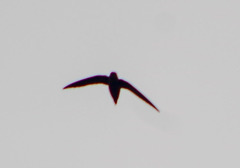 Chaetura cinereiventris