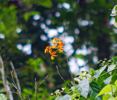 Epidendrum splendens