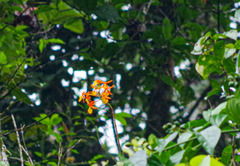 Epidendrum splendens