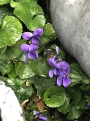 Viola odorata