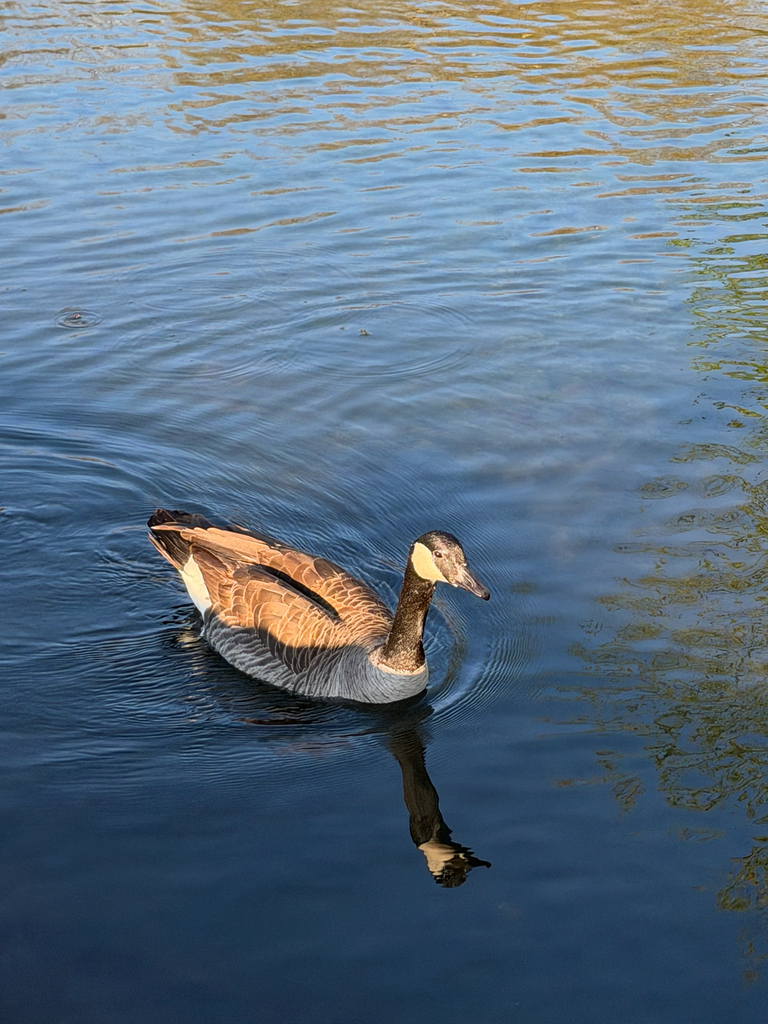 Springfield Goose Canada Goose from S Lone Pine Ave, Springfield, MO, US on April 5, 2026 ...