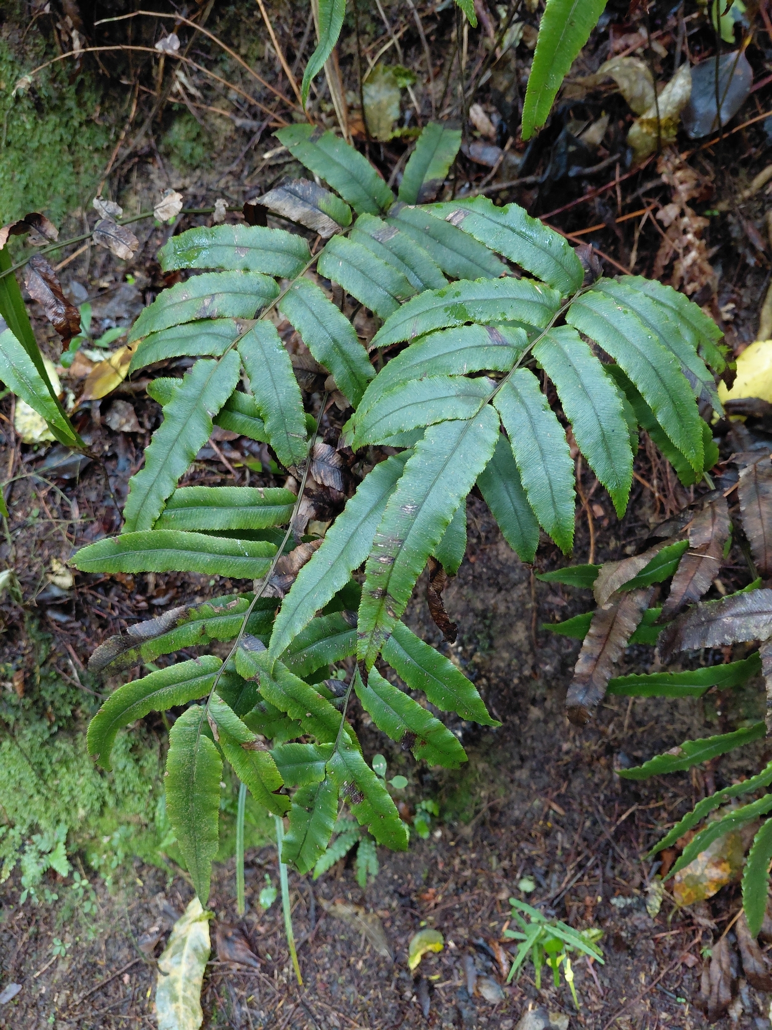 Small Kiokio (Blechnum procerum)
