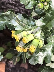 Senecio vulgaris