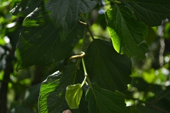 Piperales