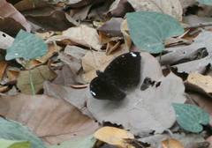 Lexias albopunctata albopunctata