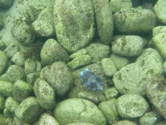 Sepia mestus
