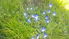 Veronica syriaca