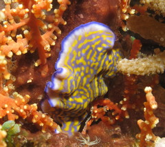 Pseudoceros gravieri