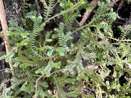 Selaginella kraussiana, 2026-04-05