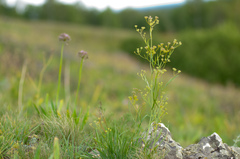 Bupleurum bicaule
