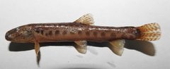 Cobitis taenia