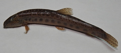 Cobitis taenia