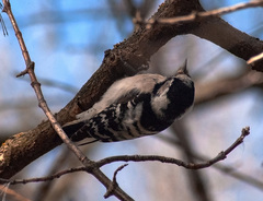 Dryobates minor minor