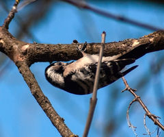 Dryobates minor minor