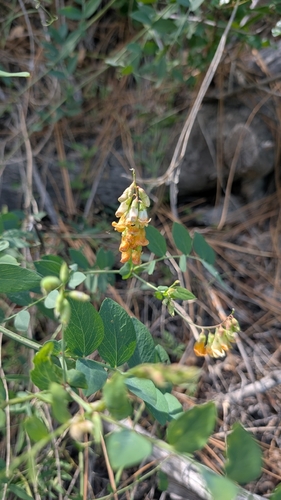 Sulphur pea (Lathyrus sulphureus)