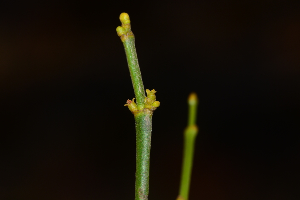 Viscum angulatum (Viscum angulatum)