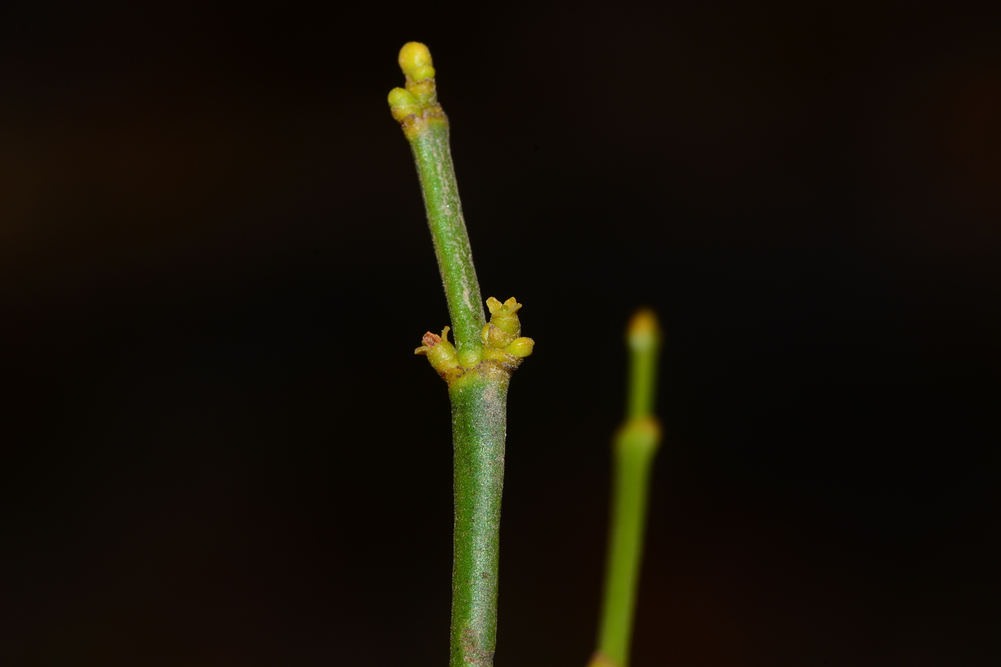 Viscum angulatum