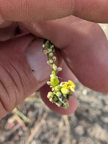 Hirschfeldia (Hirschfeldia incana)