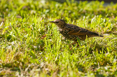 Sturnus vulgaris
