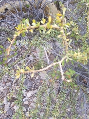 Bursera microphylla