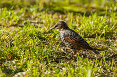 Sturnus vulgaris