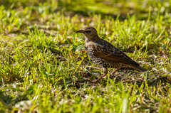 Sturnus vulgaris