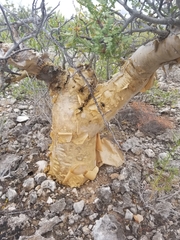 Bursera microphylla