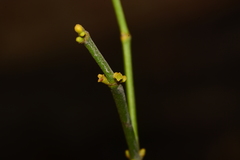 Viscum angulatum