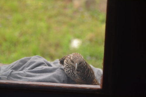 Band-backed Wren (Campylorhynchus zonatus), photo 5
