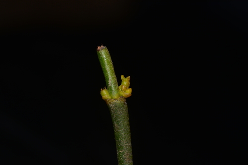 Image of Viscum Angulatum (Viscum angulatum) by no rights reserved