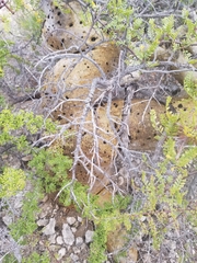 Bursera microphylla