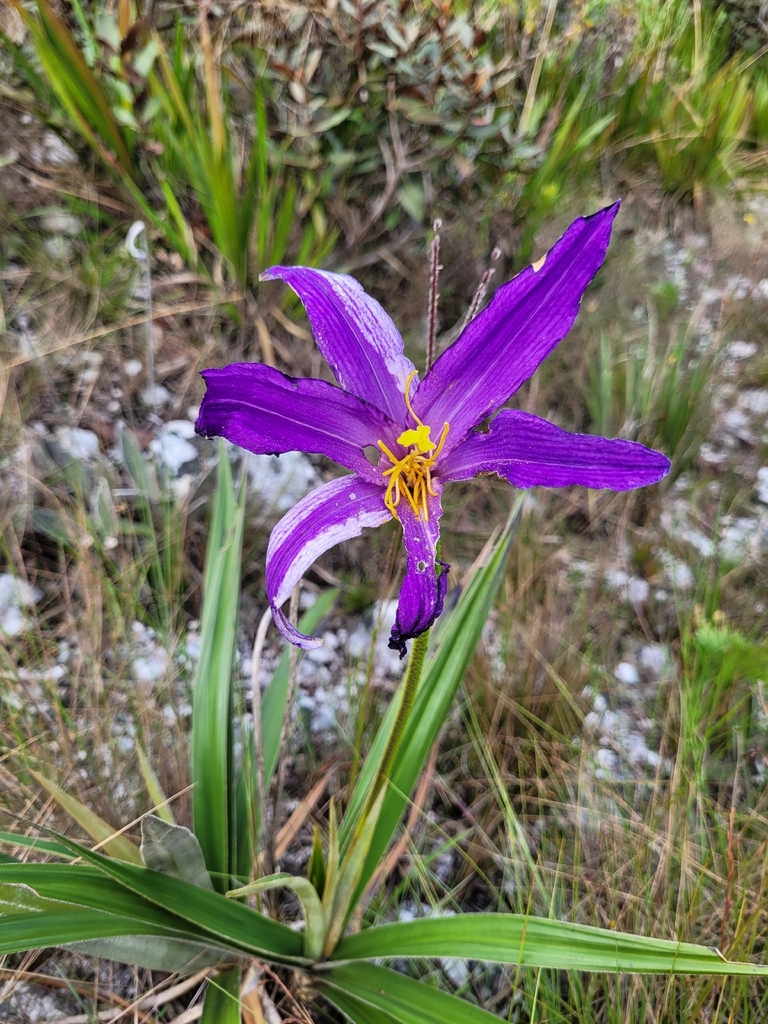 Vellozia aloifolia