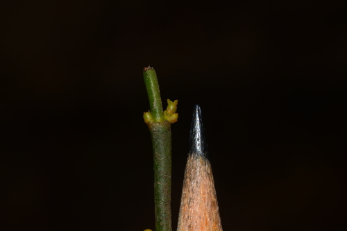 Image of Viscum Angulatum (Viscum angulatum) by no rights reserved