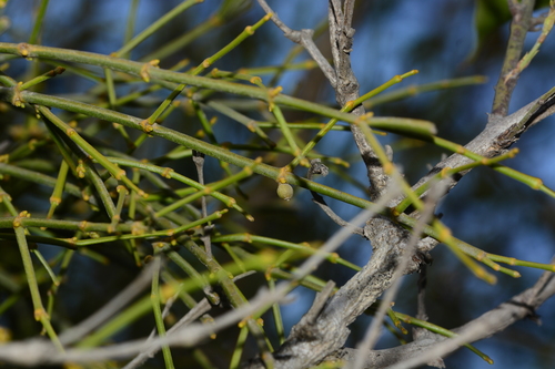 Image of Viscum Angulatum (Viscum angulatum) by no rights reserved