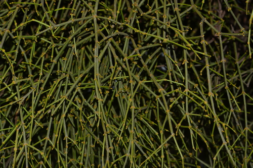 Image of Viscum Angulatum (Viscum angulatum) by no rights reserved