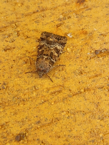 Lesser Budworm Moth