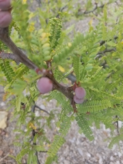 Bursera microphylla